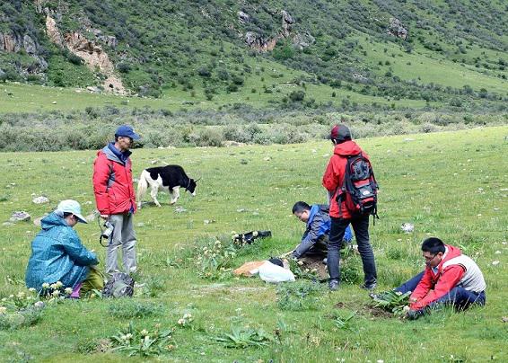 生药学教研室与西藏藏医收米直播